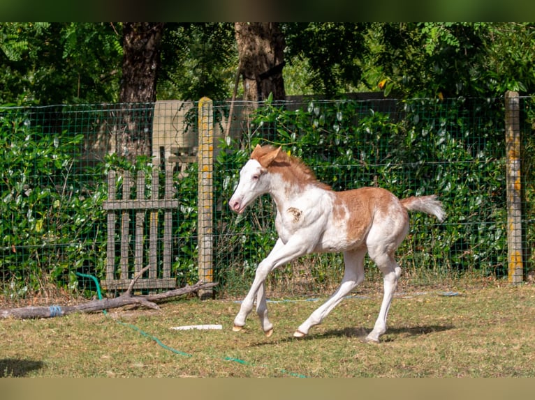 KWPN Mix Ogier Źrebak (05/2026) 155 cm Sabino in valeyrac