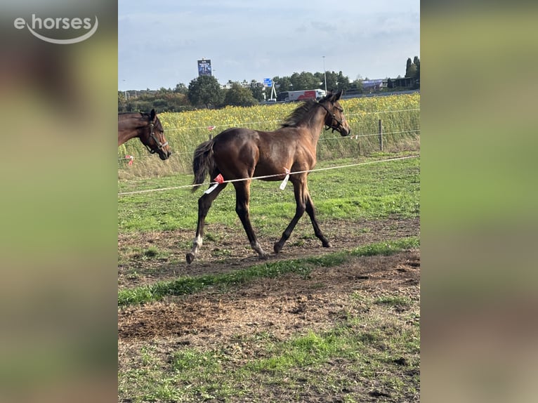 KWPN Ogier Źrebak (04/2026) 166 cm Ciemnogniada in Oirschot
