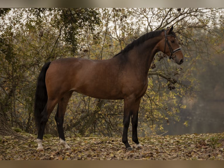 KWPN Ogier Źrebak (04/2025) 168 cm Skarogniada in Den Dungen