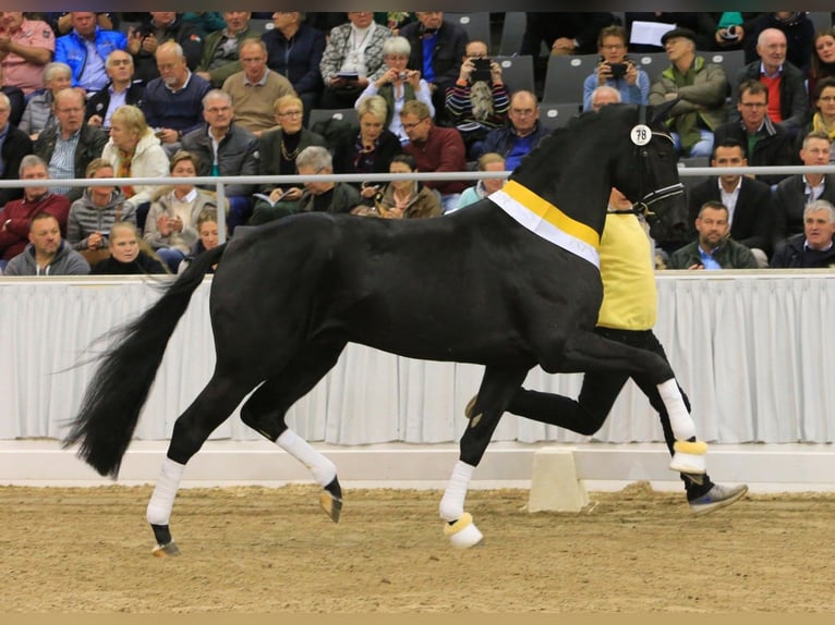 KWPN Ogier Źrebak (04/2025) 168 cm Skarogniada in Den Dungen