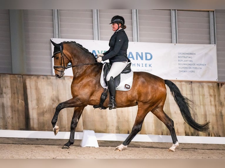 KWPN Ogier Źrebak (04/2025) 168 cm Skarogniada in Den Dungen