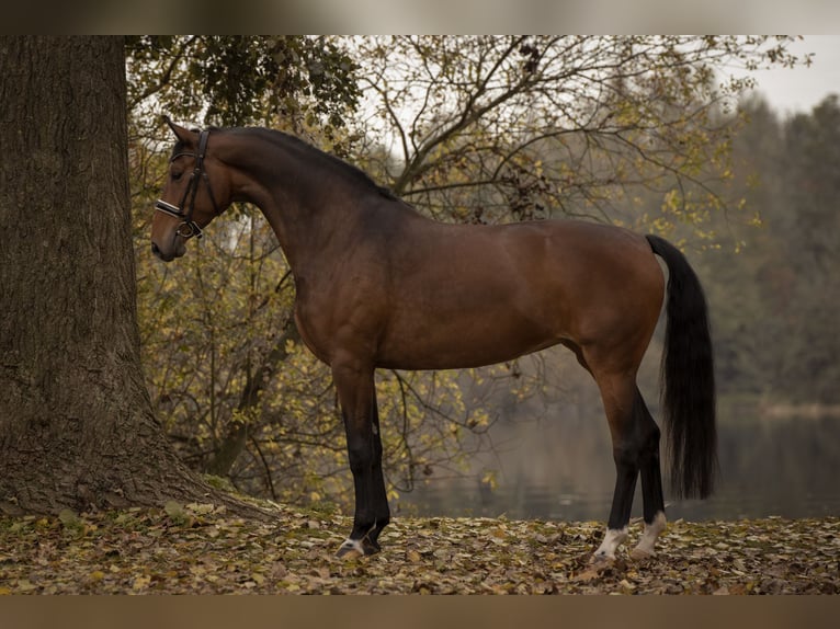 KWPN Ogier Źrebak (04/2025) 168 cm Skarogniada in Den Dungen