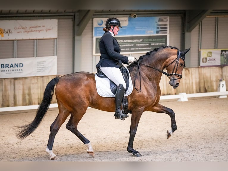 KWPN Ogier Źrebak (04/2025) 168 cm Skarogniada in Den Dungen