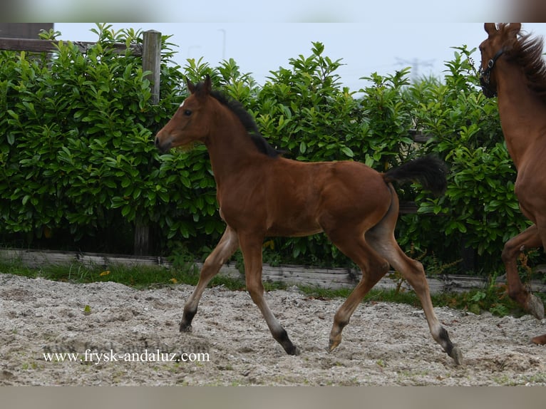 KWPN Ogier Źrebak (04/2024) 170 cm Gniada in Mijnsheerenland