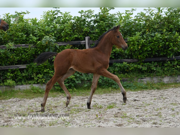 KWPN Ogier Źrebak (04/2024) 170 cm Gniada in Mijnsheerenland