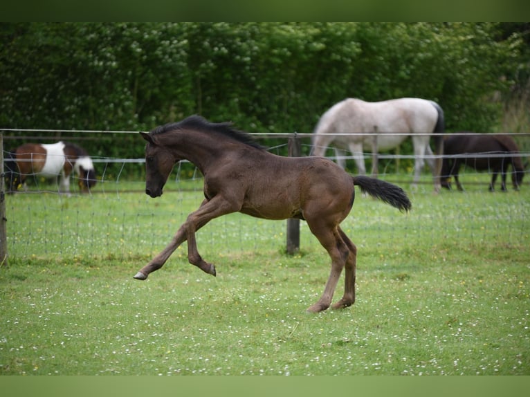 KWPN Ogier Źrebak (03/2026) 170 cm Kara in Lelystad