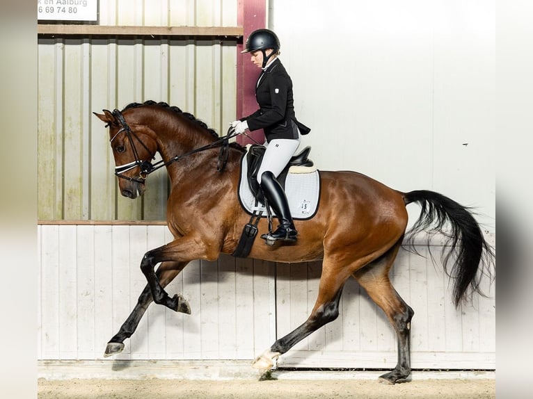 KWPN Ogier  172 cm Gniada in Wamel