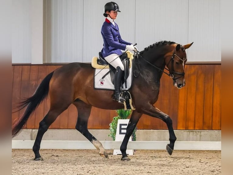 KWPN Ogier  172 cm Gniada in Wamel