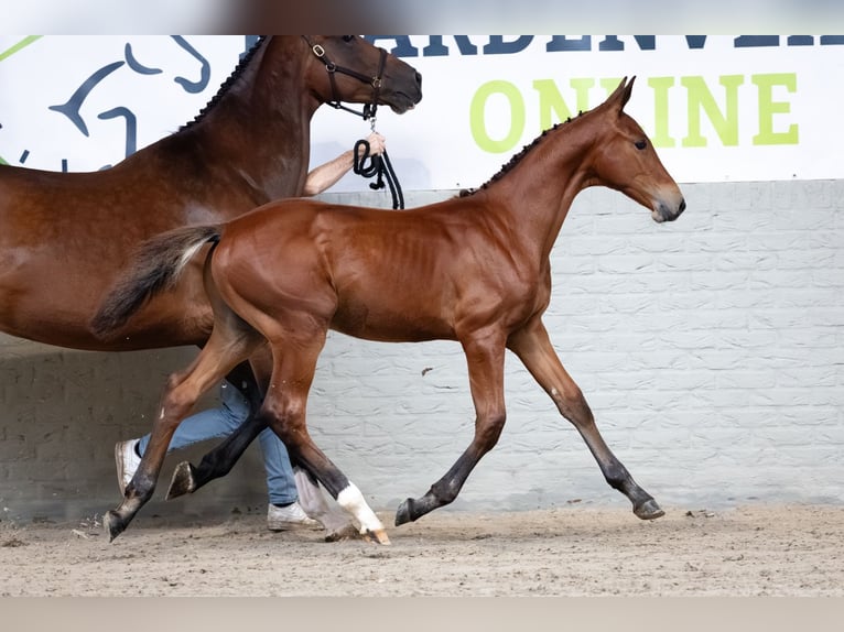 KWPN Ogier Źrebak (05/2026) Gniada in Heerde