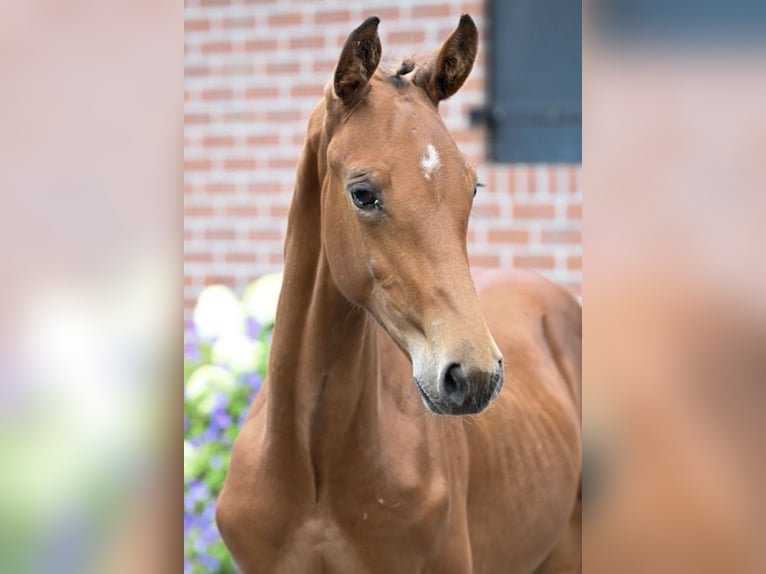 KWPN Ogier Źrebak (04/2026) Gniada in Langeveen