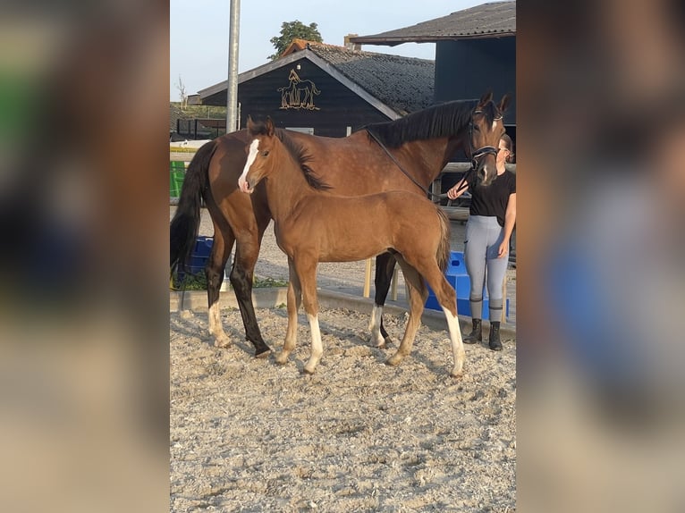KWPN Ogier Źrebak (05/2026) Jasnogniada in Vuren