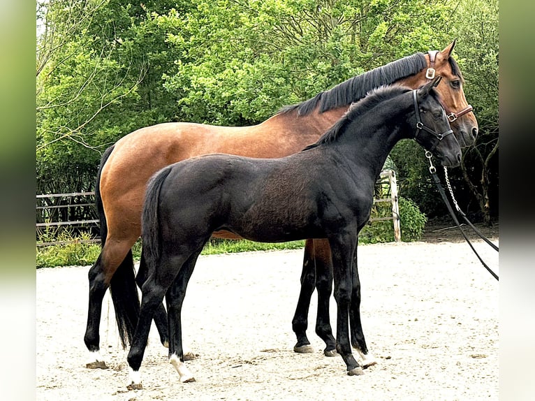 KWPN Ogier  Kara in collendoorn
