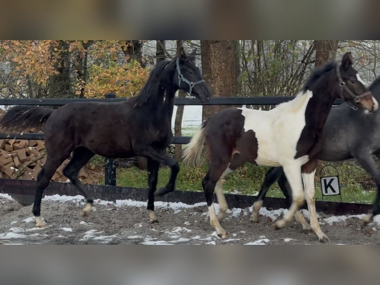 KWPN Ogier Źrebak (04/2025) Kara in Siddeburen