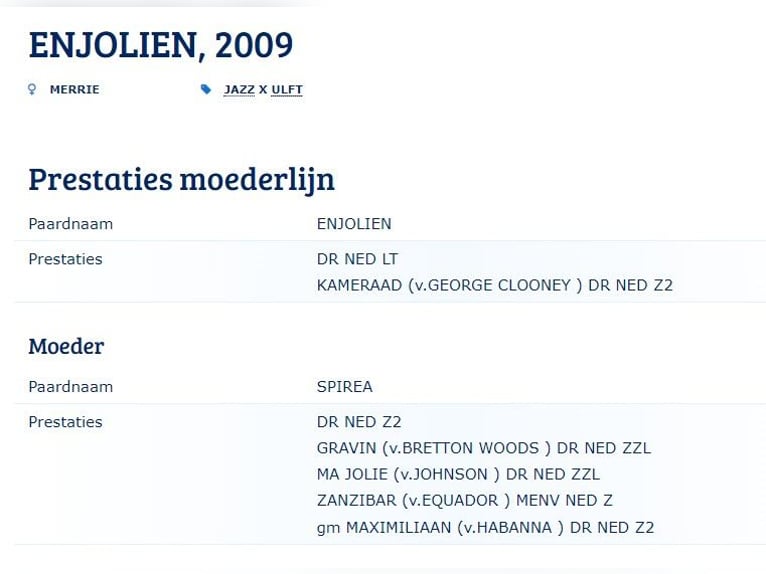 KWPN Ogier  Kasztanowata in Heinkenszand