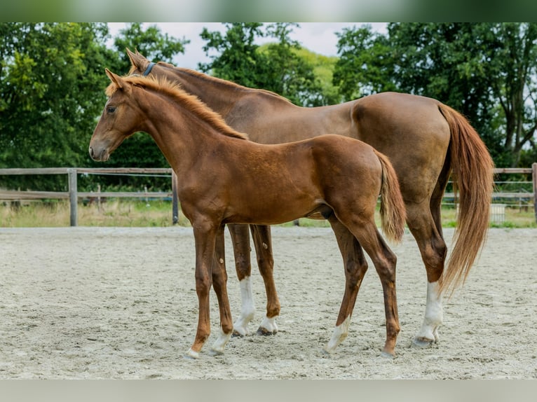 KWPN Ogier Źrebak (05/2025) Kasztanowata in Udenhout