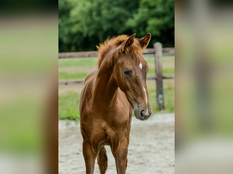 KWPN Ogier Źrebak (05/2025) Kasztanowata in Udenhout