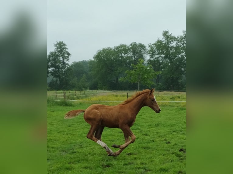 KWPN Ogier Źrebak (04/2024) Kasztanowata in Zeeland