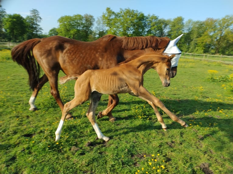 KWPN Ogier Źrebak (04/2024) Kasztanowata in Zeeland