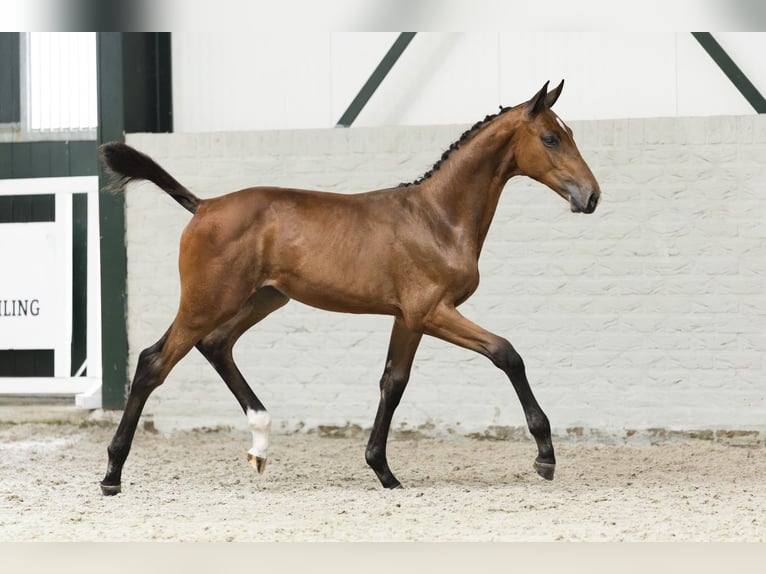 KWPN Ogier Źrebak (05/2025) in Heerde