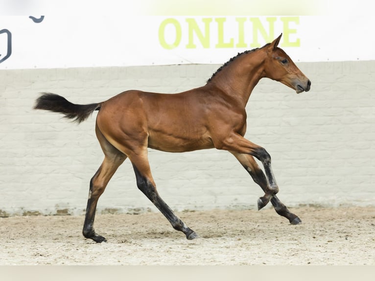 KWPN Ogier Źrebak (05/2025) in Heerde