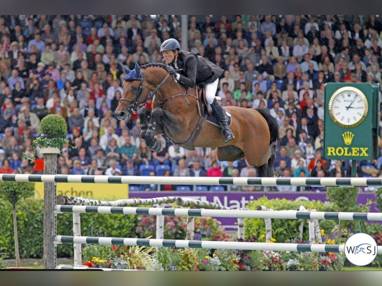 KWPN Ogier Źrebak (01/2026)  in Zalasewo