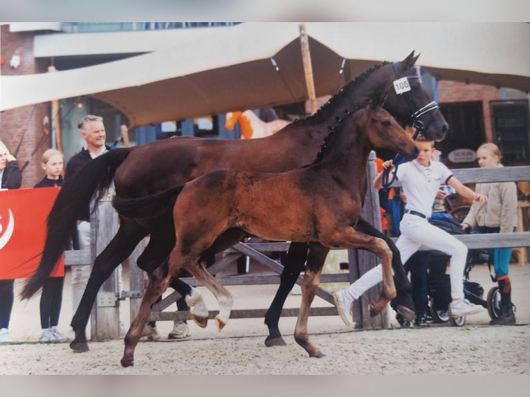 KWPN Ogier Źrebak (05/2025) in Bornem