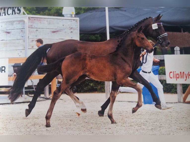 KWPN Ogier Źrebak (05/2025) in Bornem