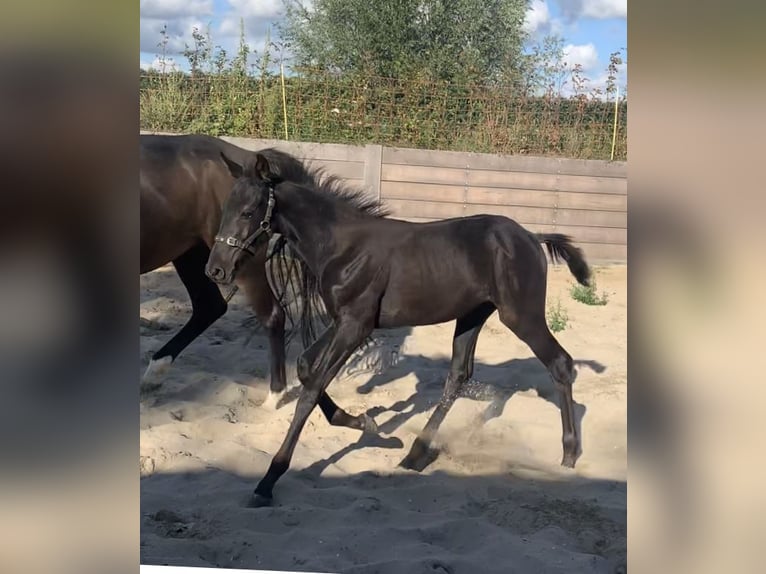 KWPN Ogier Źrebak (05/2025) Skarogniada in Rockanje
