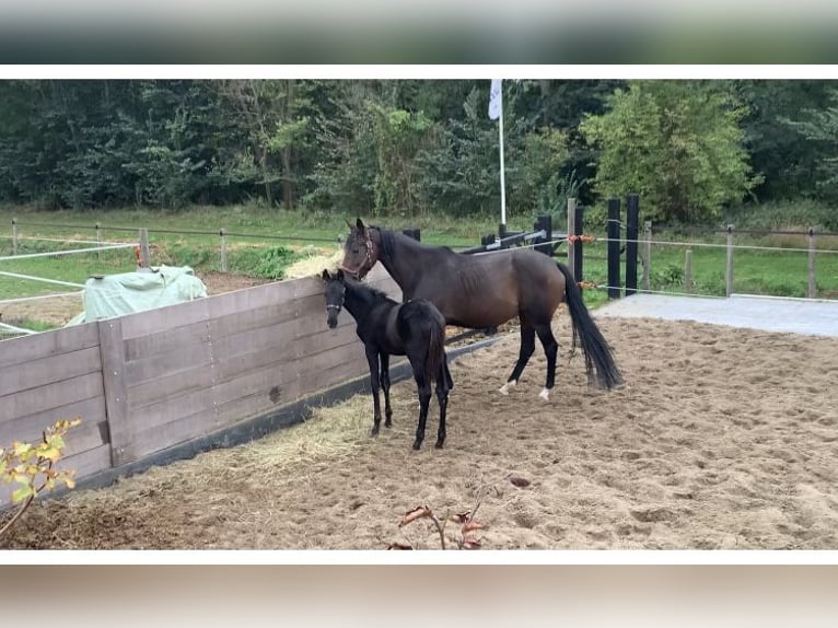 KWPN Ogier Źrebak (05/2025) Skarogniada in Rockanje