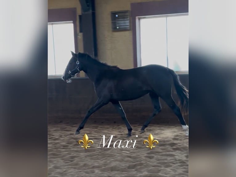 KWPN Onbekend 1 Jaar 173 cm Donkere-vos in Maasbree