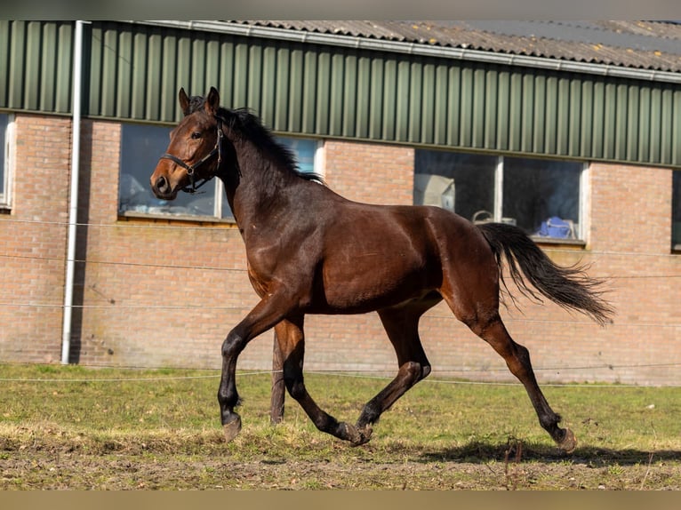 KWPN Onbekend 2 Jaar 170 cm Donkerbruin in Elim