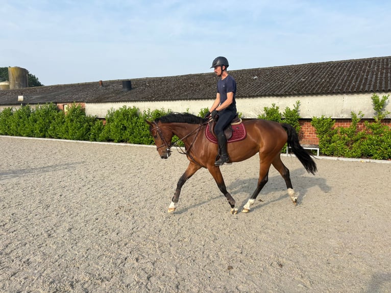 KWPN Onbekend 5 Jaar 164 cm Bruin in Eksel
