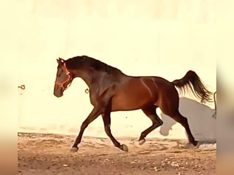 KWPN Ruin 10 Jaar 163 cm Bruin in Madrid