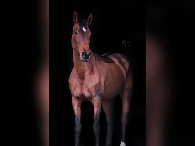 KWPN Ruin 10 Jaar 168 cm Bruin in Zwolle
