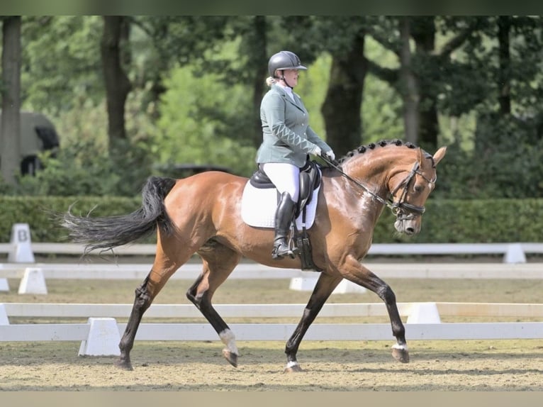 KWPN Ruin 10 Jaar 168 cm Bruin in Zwolle