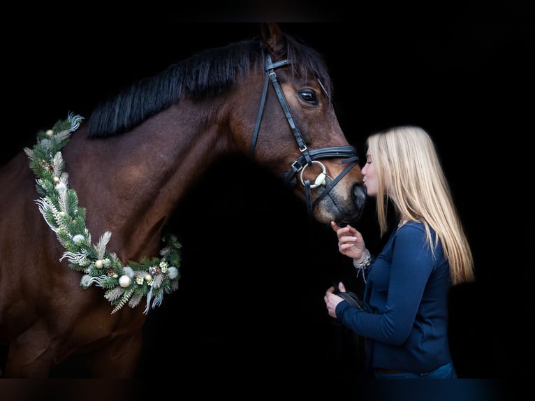 KWPN Ruin 10 Jaar 168 cm Bruin in Trier