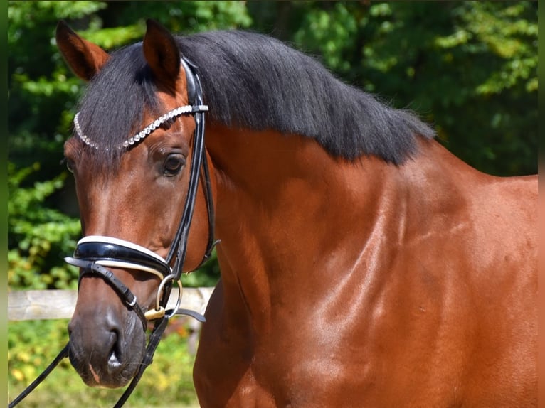 KWPN Ruin 10 Jaar 168 cm Bruin in Neuss