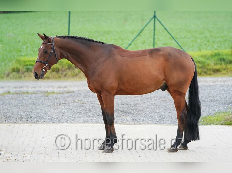 KWPN Ruin 10 Jaar 168 cm Bruin in S&#xFC;dlich von Prag