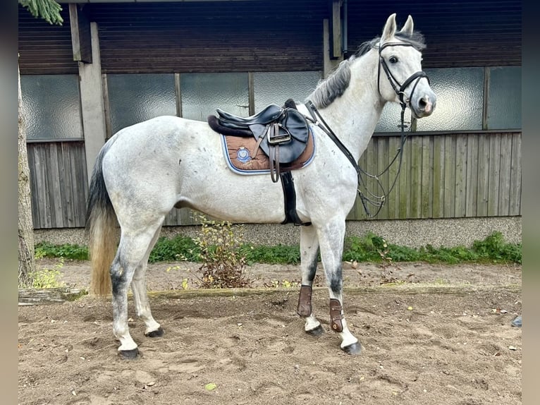 KWPN Ruin 10 Jaar 168 cm Schimmel in Pelmberg