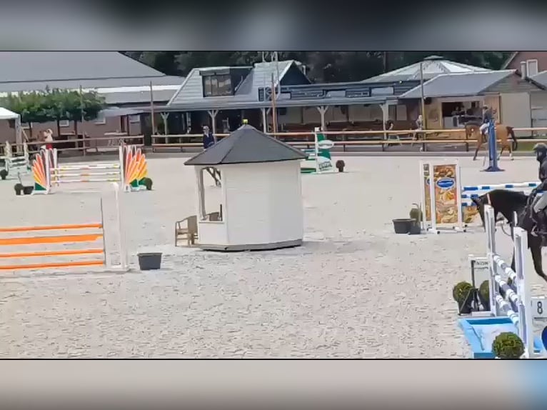 KWPN Ruin 10 Jaar 169 cm Bruin in GROTE-BROGEL