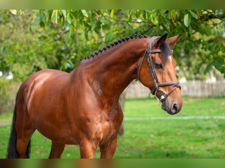 KWPN Ruin 10 Jaar 169 cm Bruin in GROTE-BROGEL