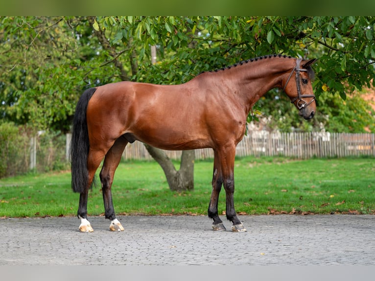 KWPN Ruin 10 Jaar 169 cm Bruin in GROTE-BROGEL