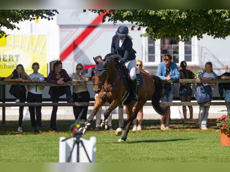 KWPN Ruin 10 Jaar 169 cm Bruin in GROTE-BROGEL
