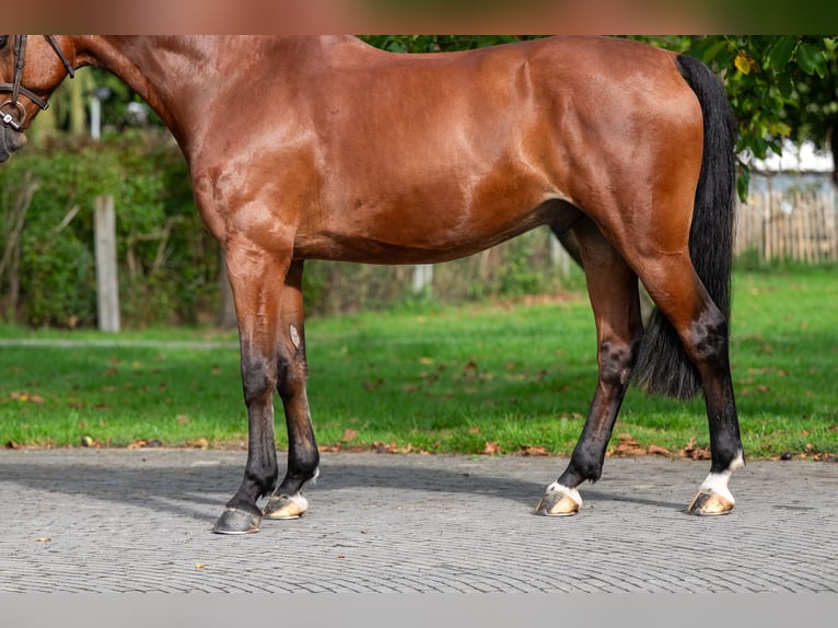 KWPN Ruin 10 Jaar 169 cm Bruin in GROTE-BROGEL