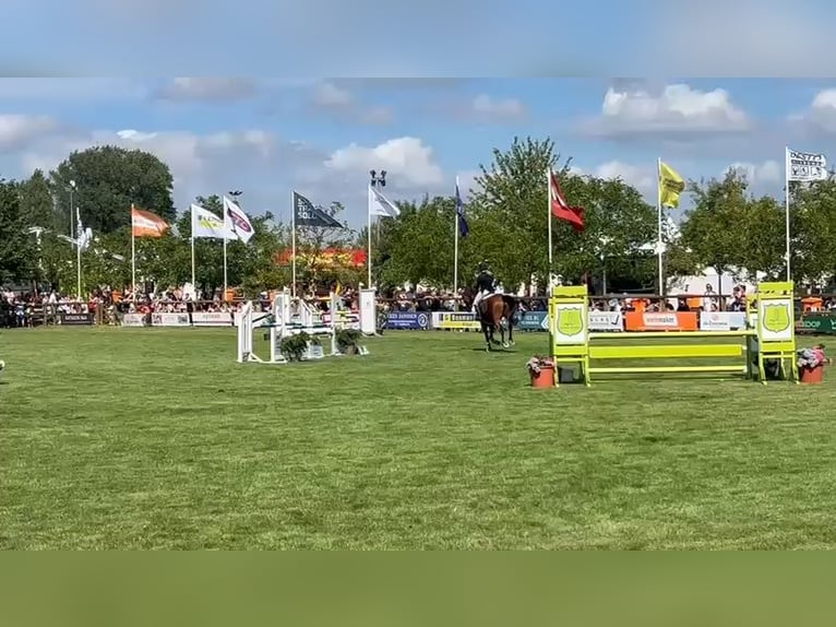 KWPN Ruin 10 Jaar 169 cm Bruin in GROTE-BROGEL
