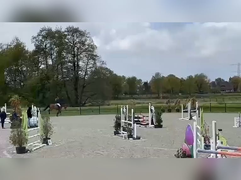 KWPN Ruin 10 Jaar 169 cm Bruin in GROTE-BROGEL
