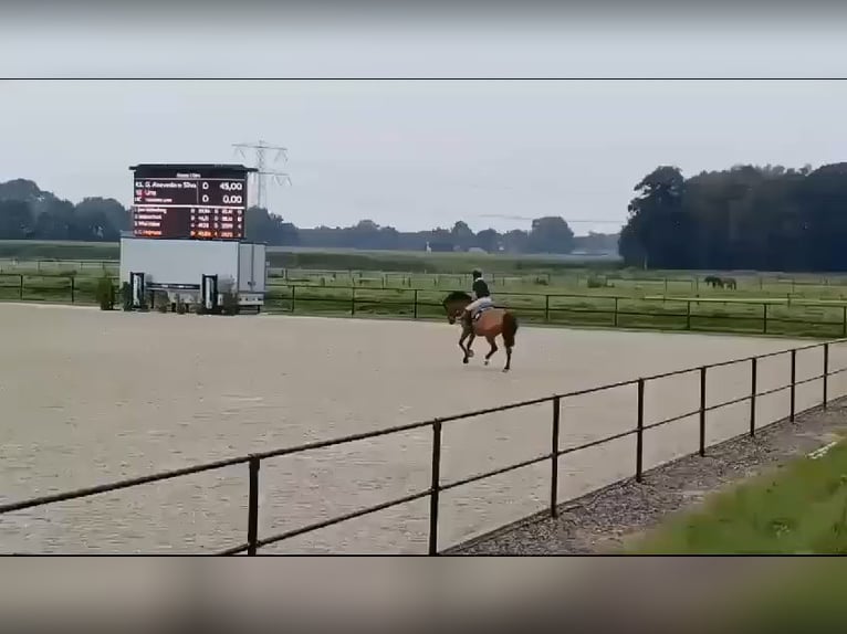 KWPN Ruin 10 Jaar 169 cm Bruin in GROTE-BROGEL