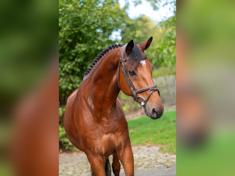 KWPN Ruin 10 Jaar 169 cm Bruin in GROTE-BROGEL
