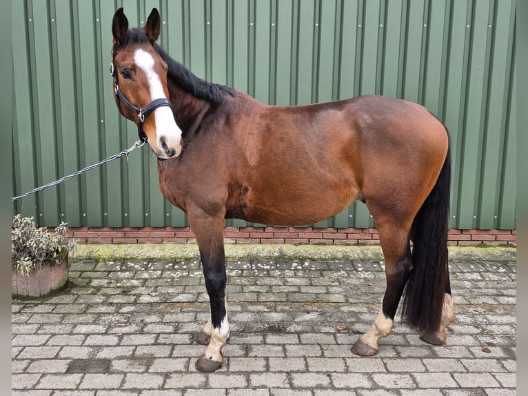 KWPN Ruin 10 Jaar 170 cm Bruin in Leer (Ostfriesland)