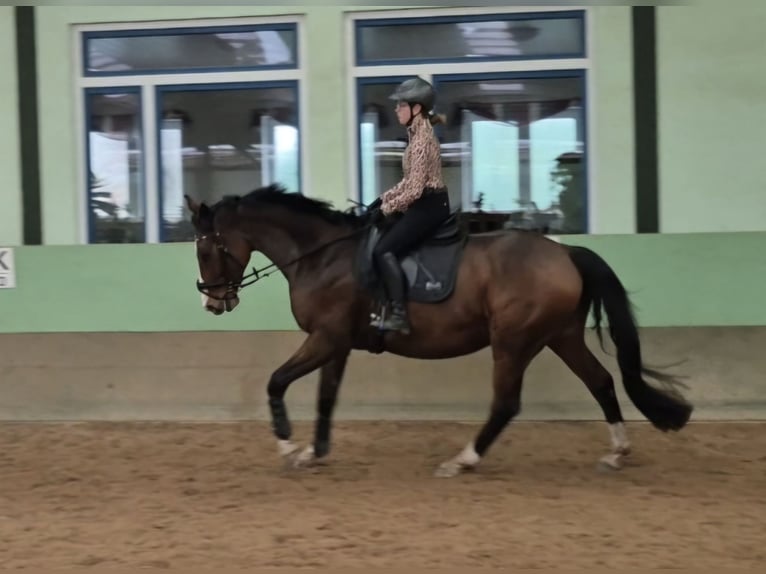 KWPN Ruin 10 Jaar 170 cm Bruin in Leer (Ostfriesland)